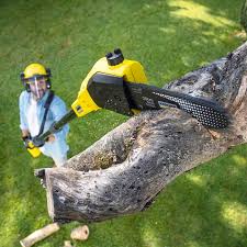 Best Tree Health Inspection  in Fritch, TX