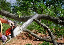 Best Tree and Shrub Care  in Fritch, TX