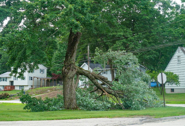 Best Storm Damage Tree Cleanup  in Fritch, TX