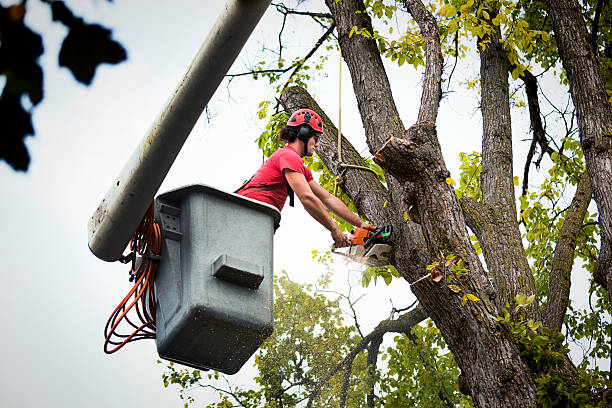 Best Leaf Removal  in Fritch, TX