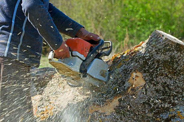 Best Emergency Tree Removal  in Fritch, TX