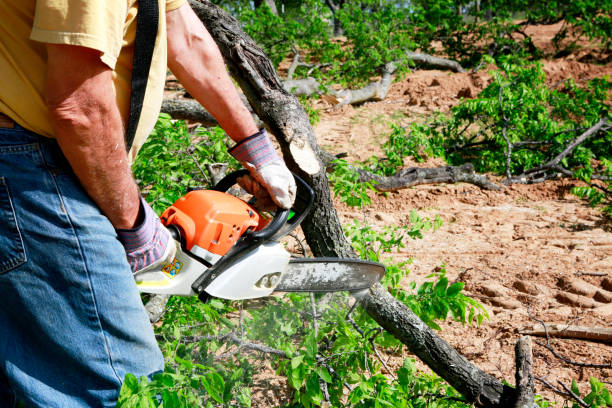 Best Weed Control  in Fritch, TX